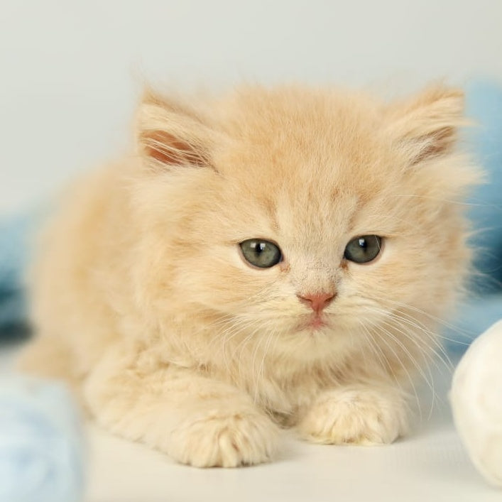 Perry British Longhair male, lilac