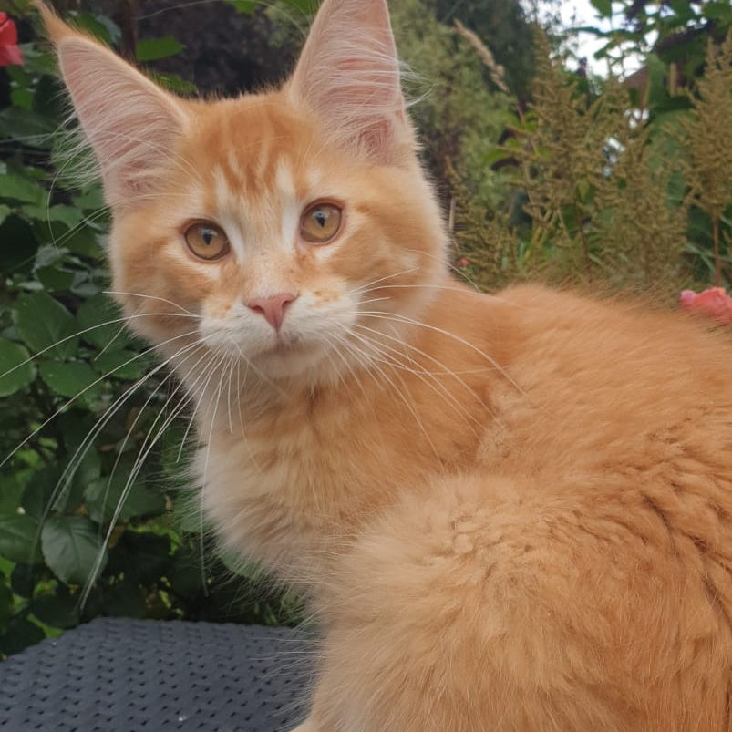 Hugo Maine Coon male, red ticked tabby