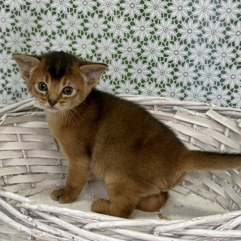 Leon Abyssinian male, ruddy