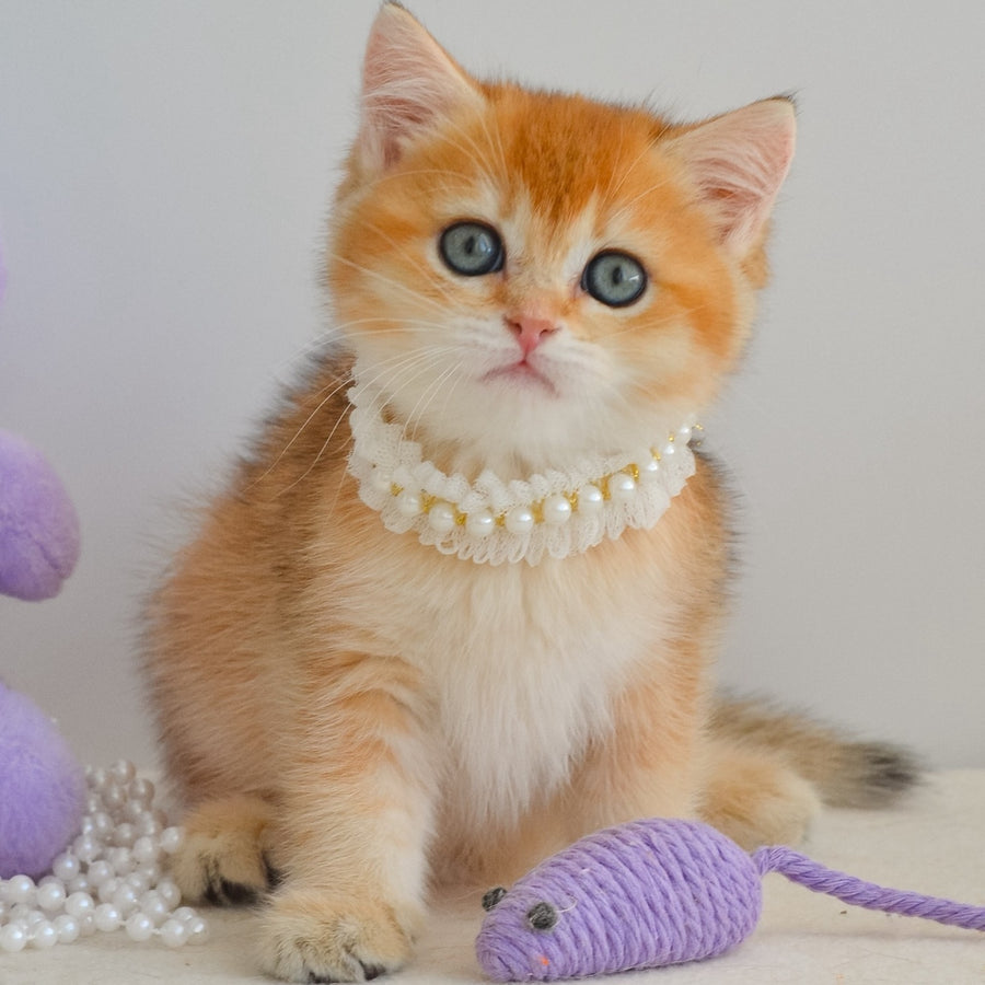 Iona British Shorthair female, black golden shaded