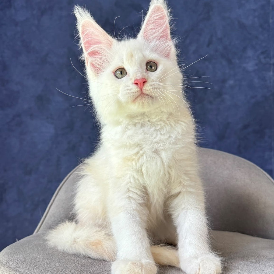 Sangro Maine Coon male, red silver ticked tabby