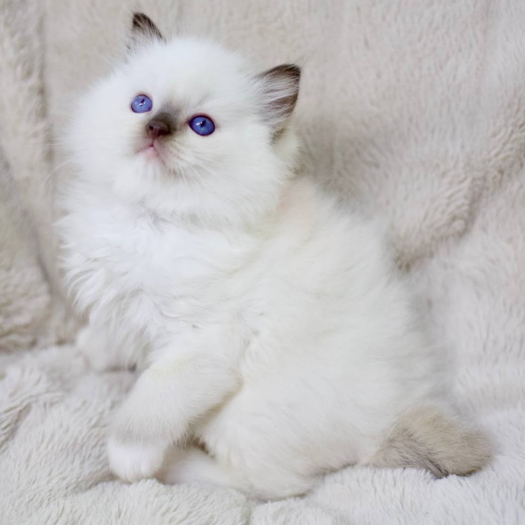 Kimi Ragdoll male, black mitted