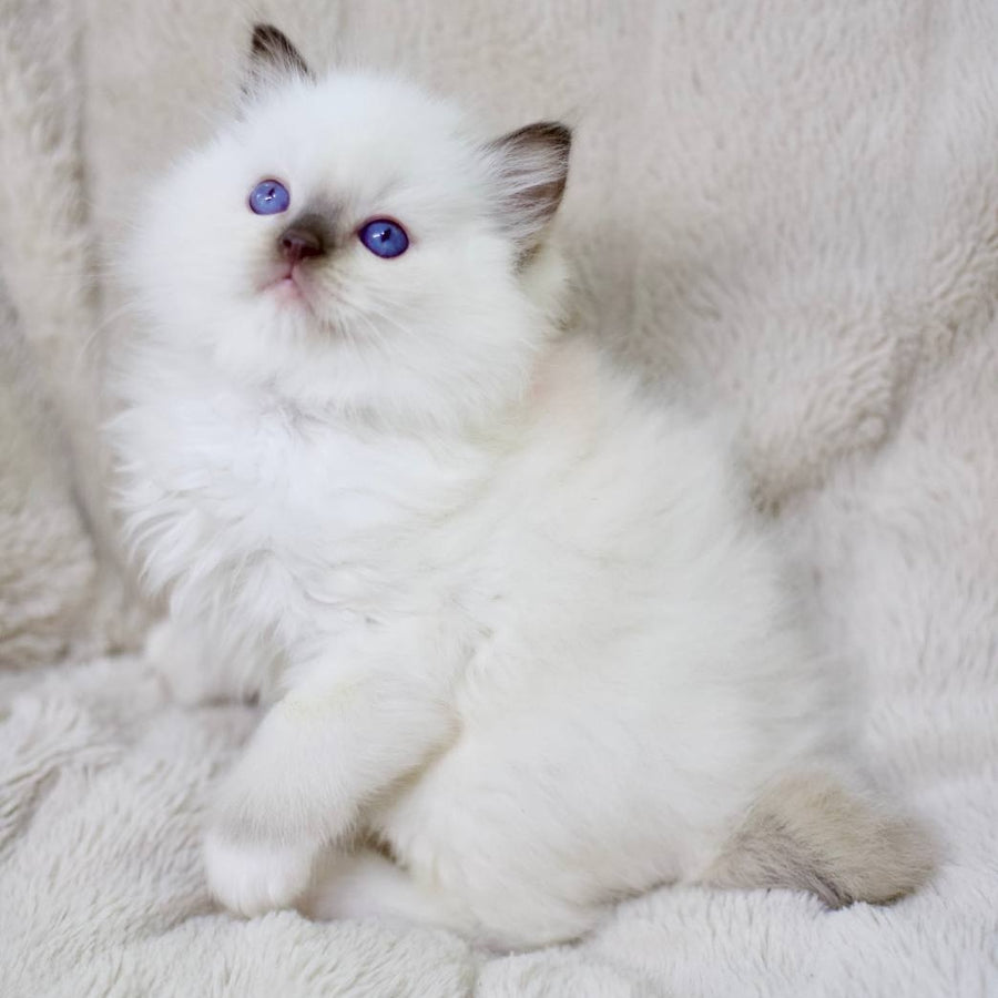 Kimi Ragdoll male, black mitted