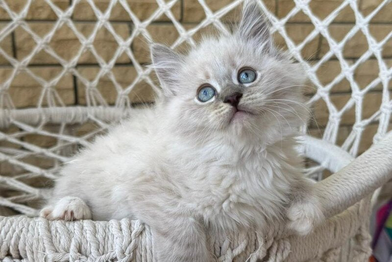 Excellent Siberian male, blue pointed bicolour