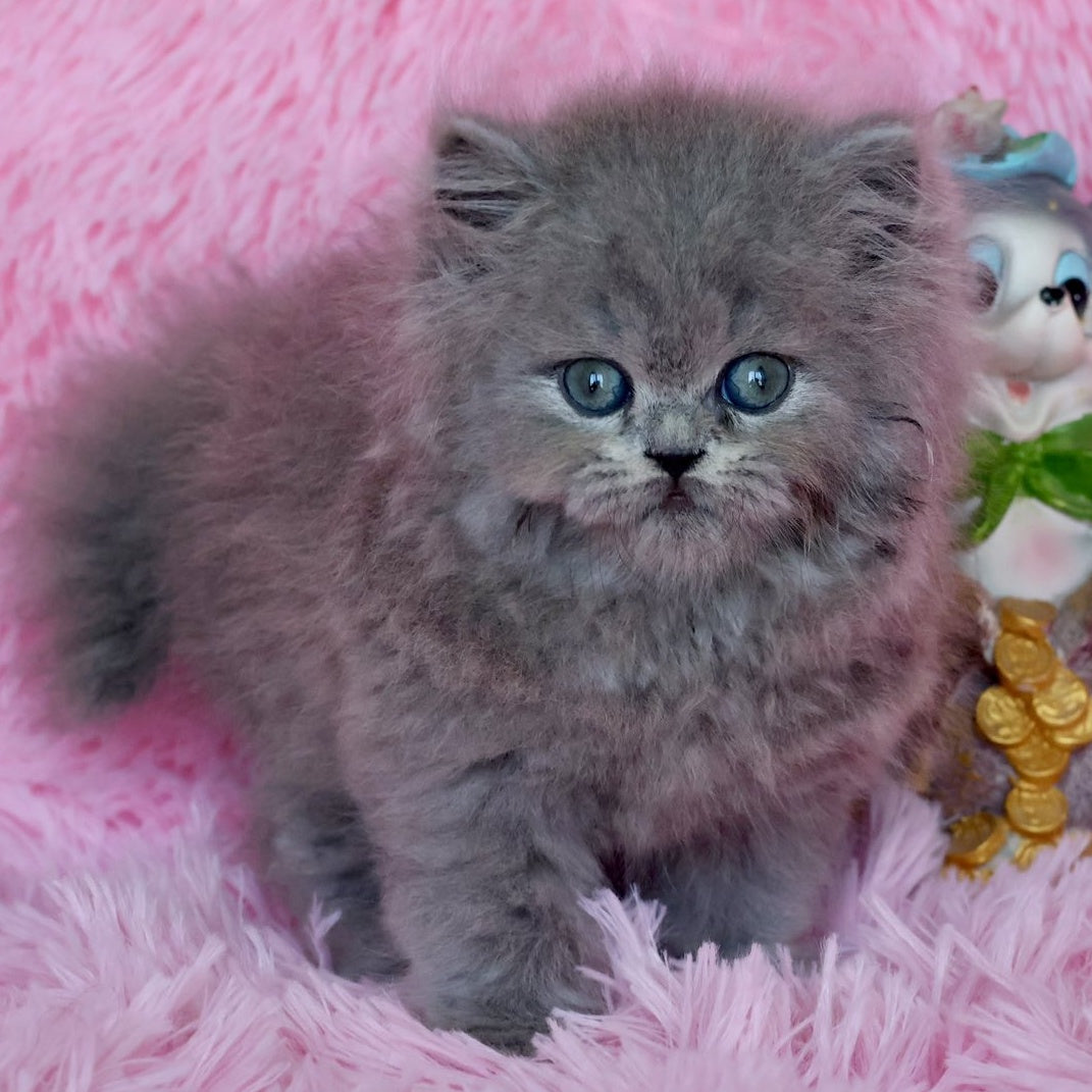 Xavia British Longhair female, blue