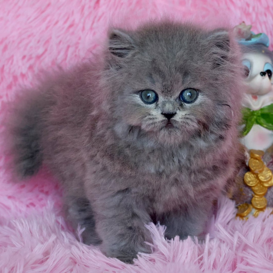 Xavia British Longhair female, blue