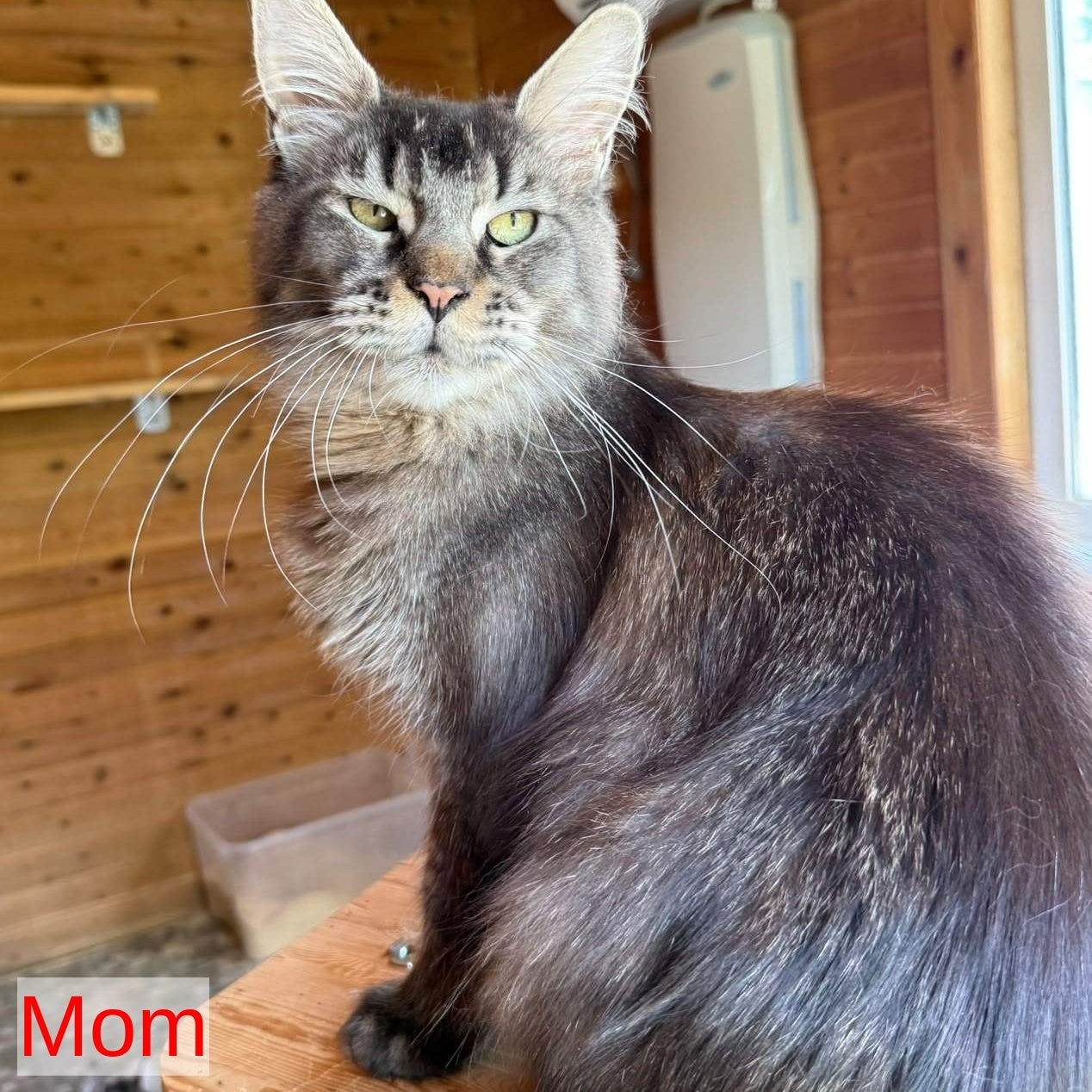 Jana Maine Coon female, black silver ticked tabby