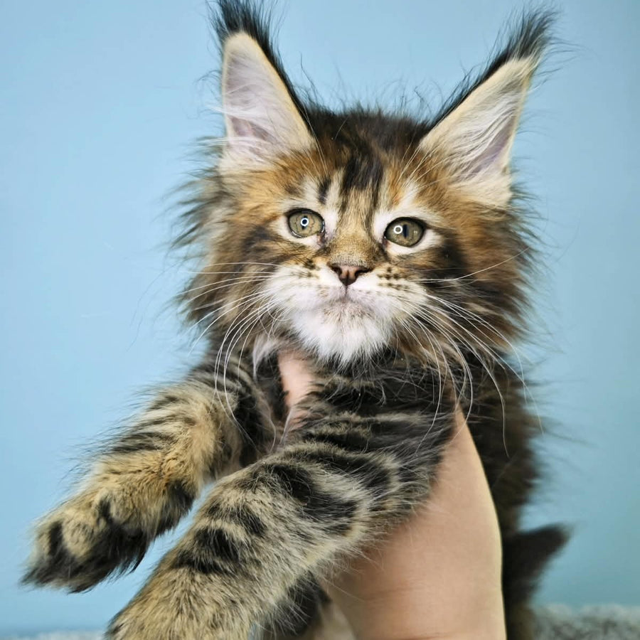 Hloya Maine Coon female, black tortie tabby