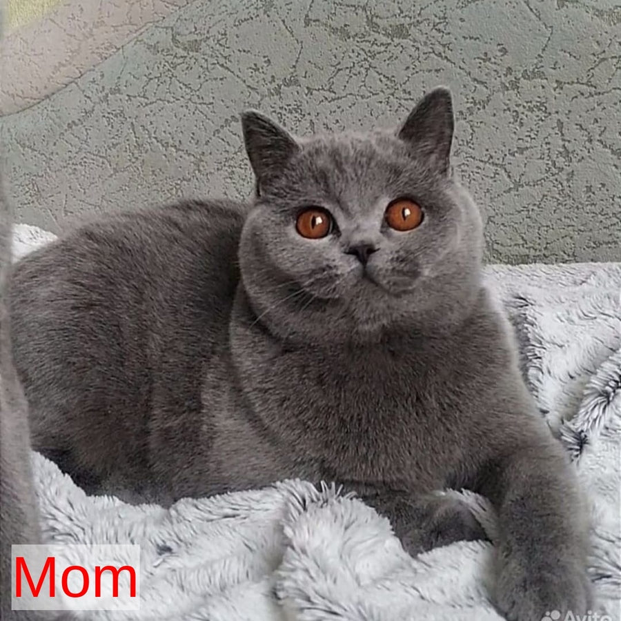 Linda British Shorthair female, black