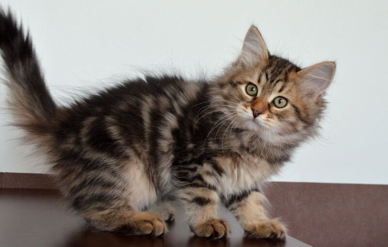 Sophia Siberian female, black tabby