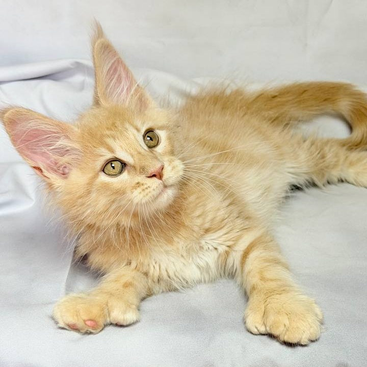 Lyndon Maine Coon polydactyl 5x5x6x6 male, cream silver tabby