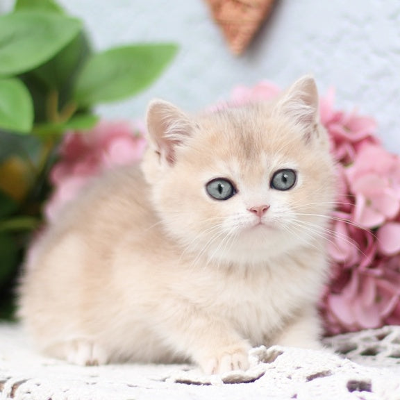 Cindy British Shorthair female, blue golden shaded