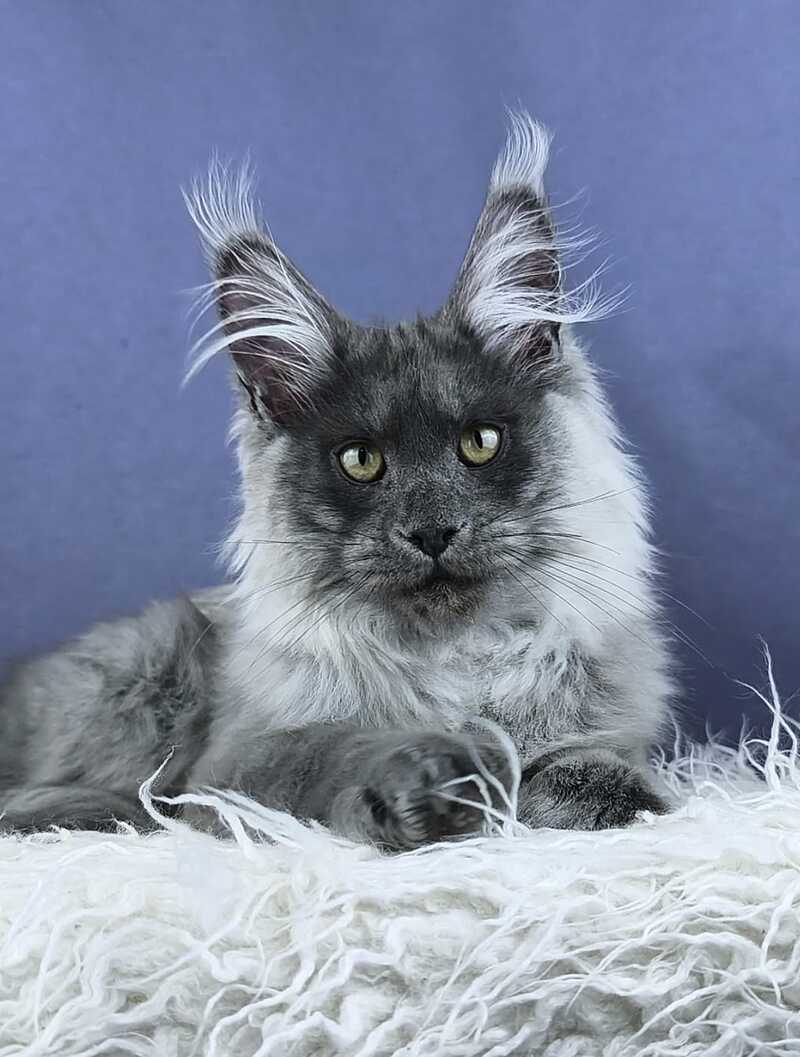 Granadin Maine Coon male, blue silver