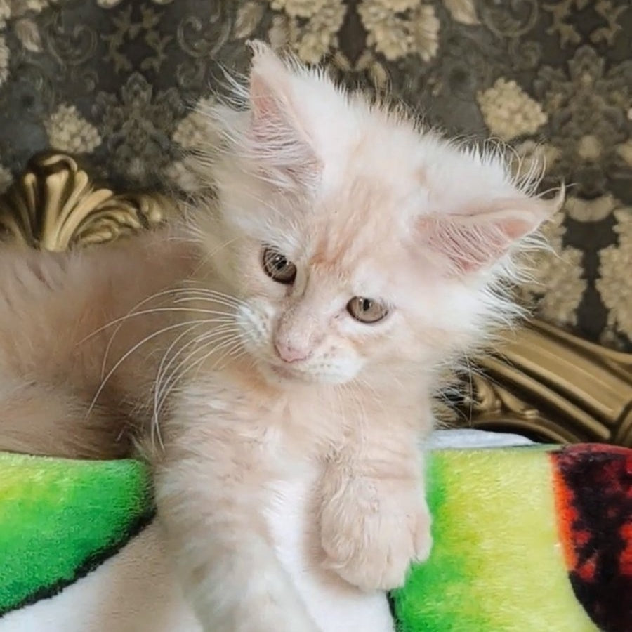Ilyusha Maine Coon male, cream silver tabby