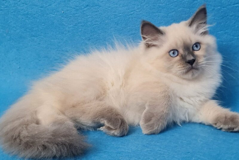 Archie Siberian male black pointed - live animals