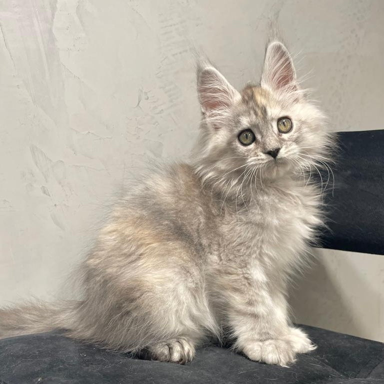 Tuffy Maine Coon polydactyl 5x6x6x6 female, black tortie silver