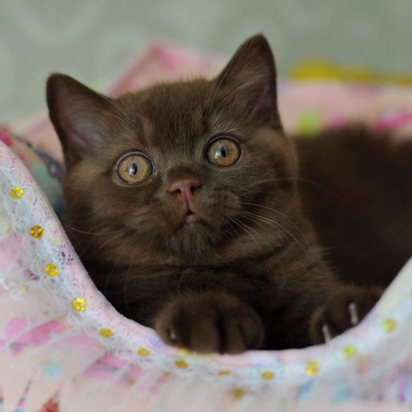 Rita British Shorthair female, chocolate