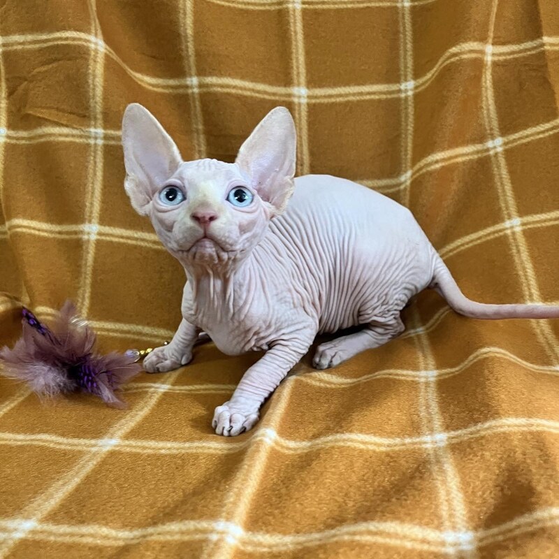 Dekster Canadian Sphynx male, red pointed