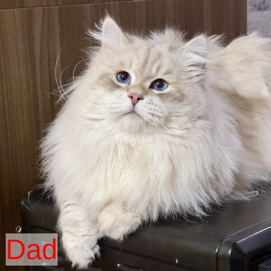 Xander Siberian male, blue tabby pointed