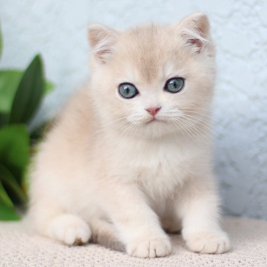 Chester British Shorthair male, blue golden shaded