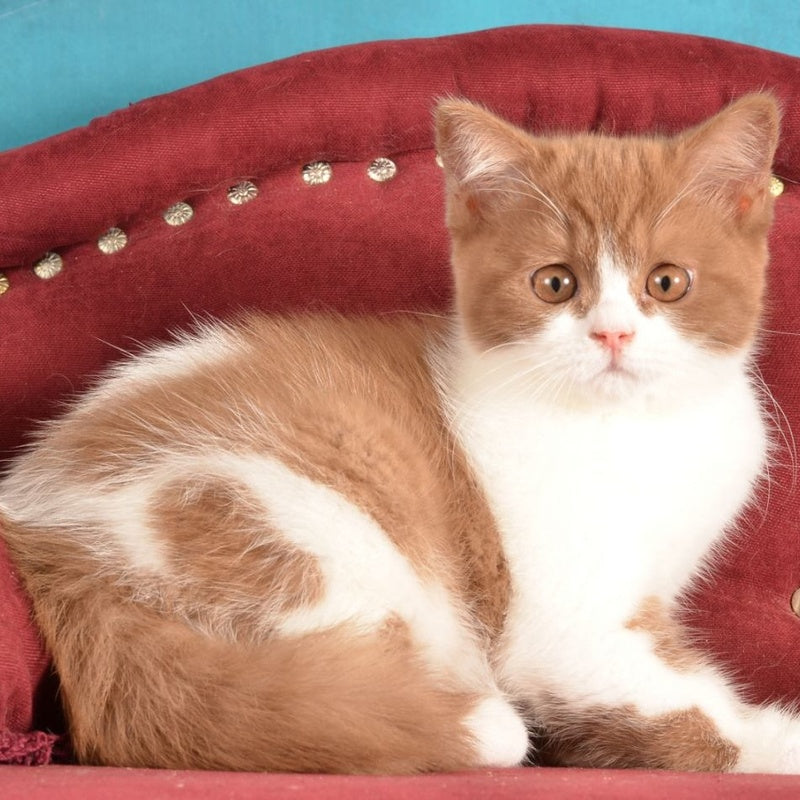 Gerda British Shorthair female, cinnamon spotted tabby