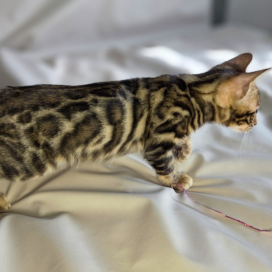 Maui Bengal male, black spotted tabby