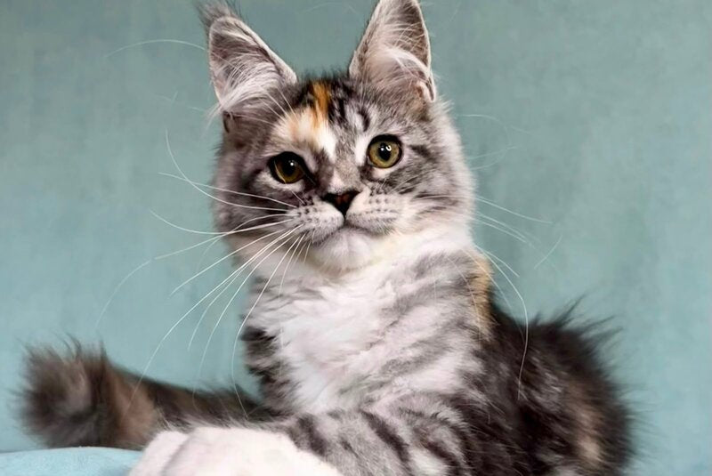 Nestle Maine Coon female, black tortie silver tabby with white