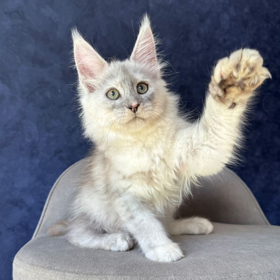 Piatnica Maine Coon female, black tortie silver ticked tabby