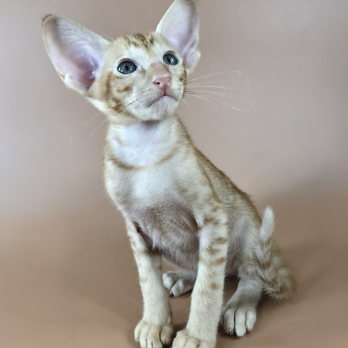 Jafar Oriental Shorthair male, red