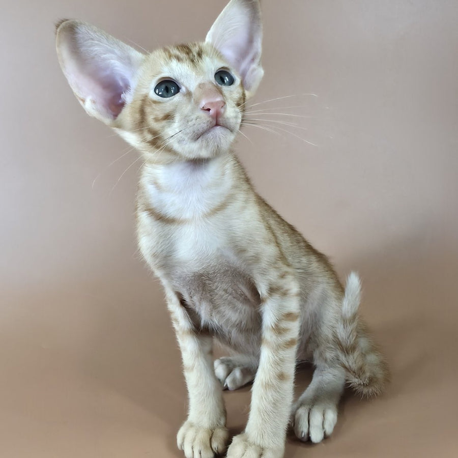 Jafar Oriental Shorthair male, red