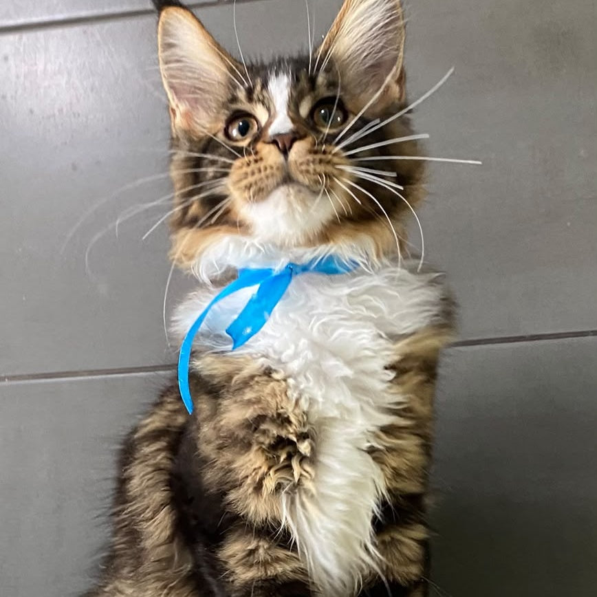 Arbat Maine Coon male, black tabby bicolour