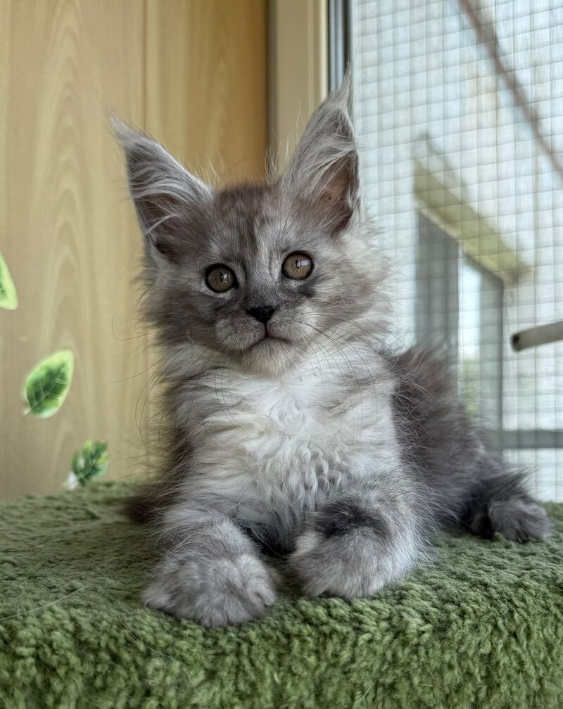 Aquara Maine Coon female, black tortie silver