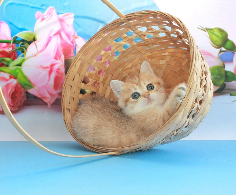 Malvina British Shorthair female, black golden spotted tabby