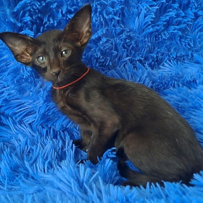 Lord Oriental Shorthair male, black