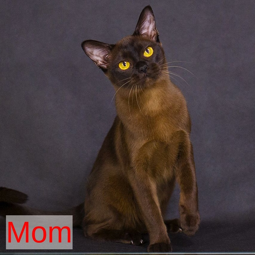 Vanessa Burmese female, chocolate