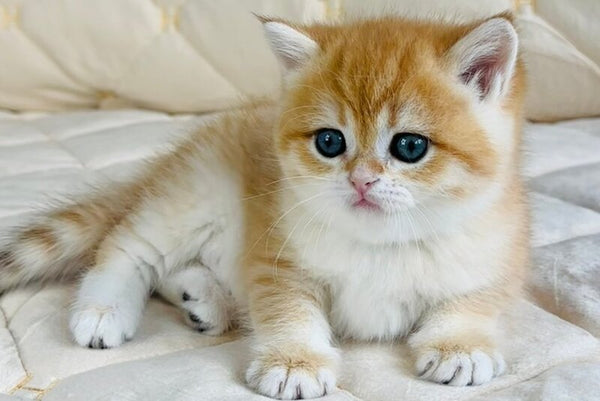 Dasha British Shorthair female black golden spotted tabby - live animals