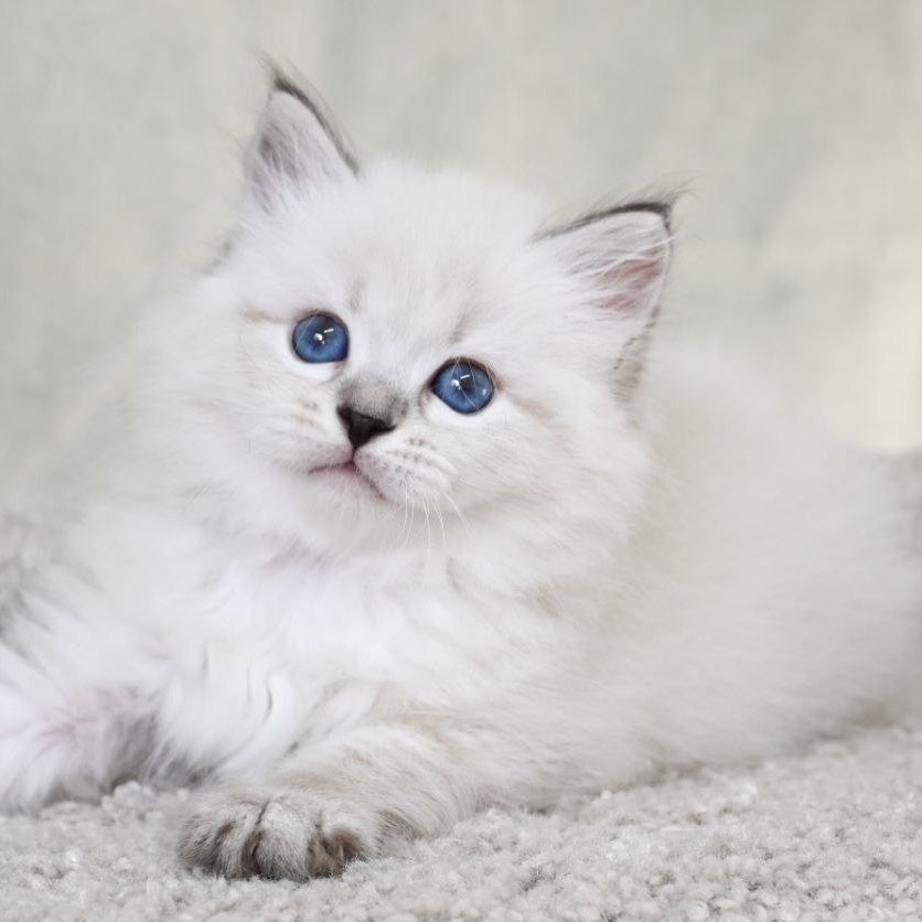 Kim Siberian male, black tabby pointed