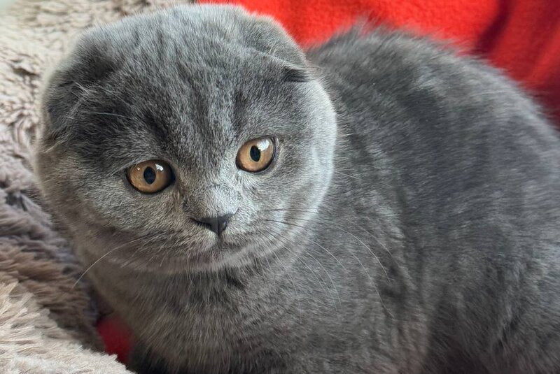 Orest Scottish Fold male blue - live animals