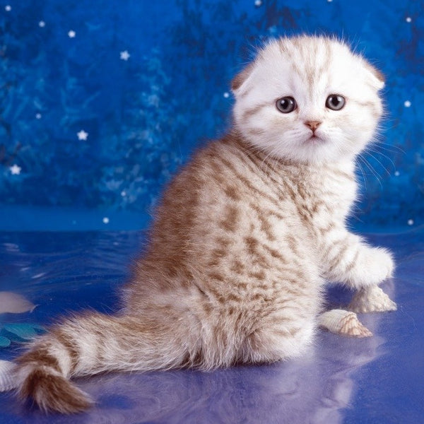 Le Sha Scottish Fold male, black silver spotted tabby