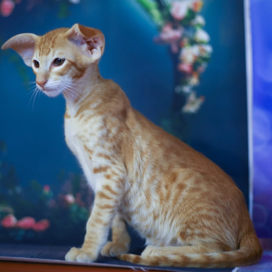 Pеpрer Oriental Shorthair male, red