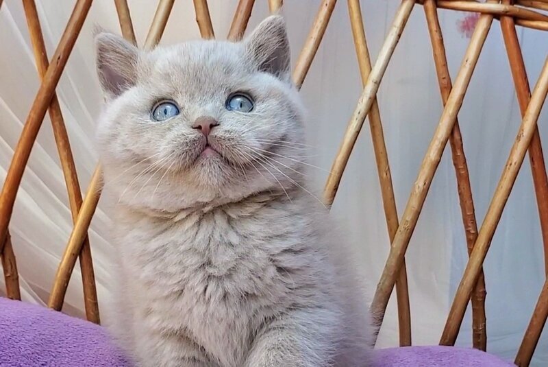 Xenon British Shorthair male, fawn