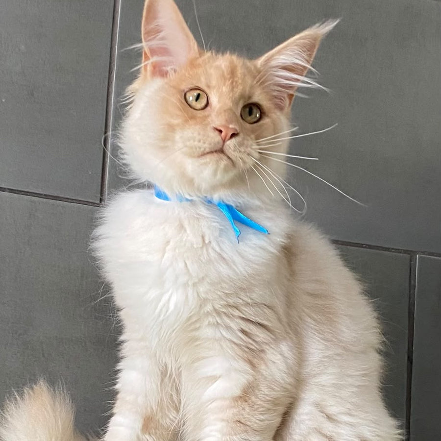 Wakayama Maine Coon male, cream silver