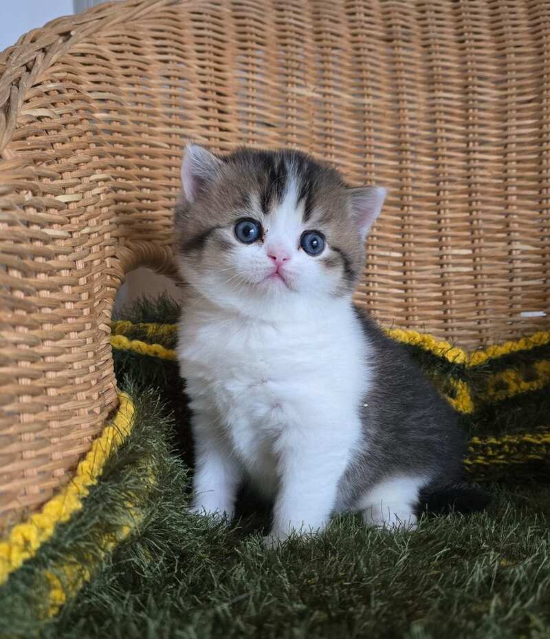 Olimpya Scottish Straight female black ticked tabby bicolour - live animals