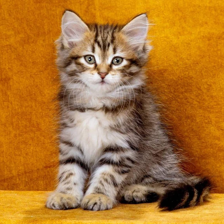 Kompot Siberian male, black spotted tabby