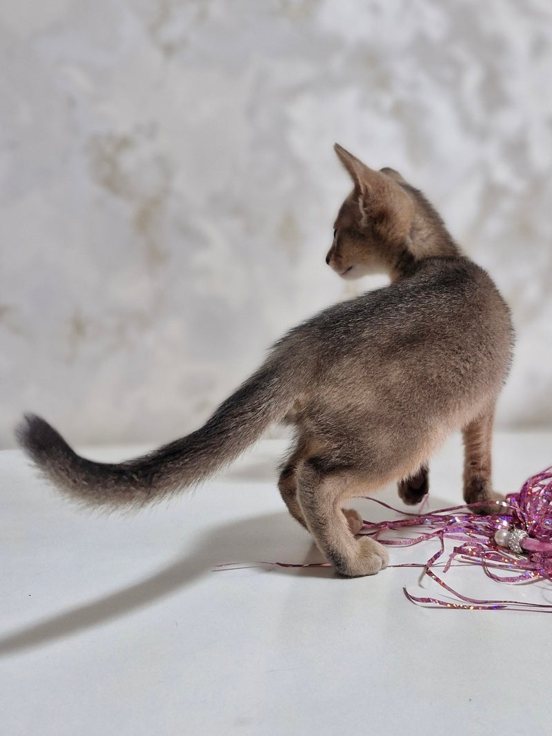 Isida Abyssinian female cinnamon - live animals