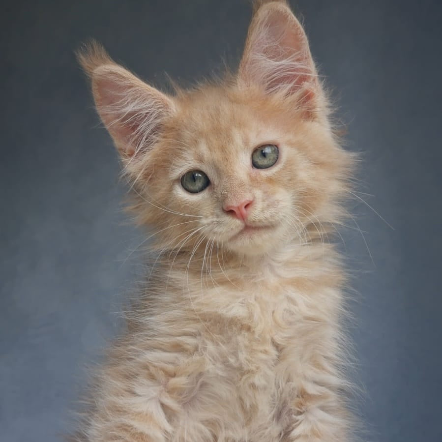 Paul Maine Coon male, cream