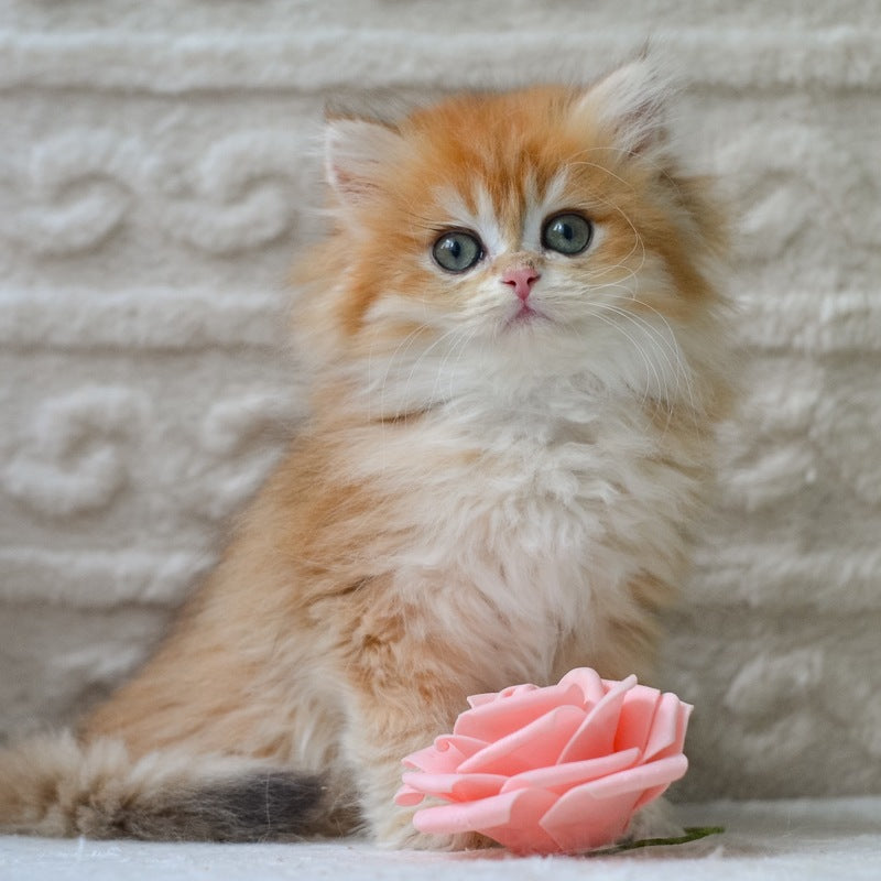 Emma British Longhair female, black golden shaded