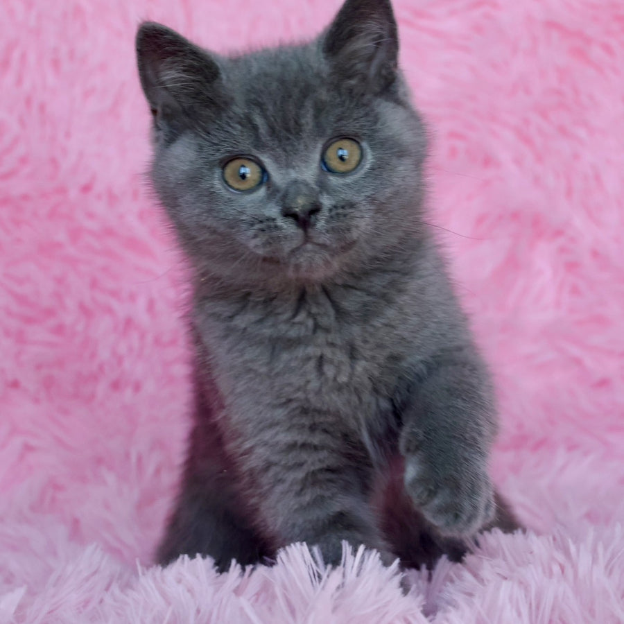 Xavi British Shorthair male, blue