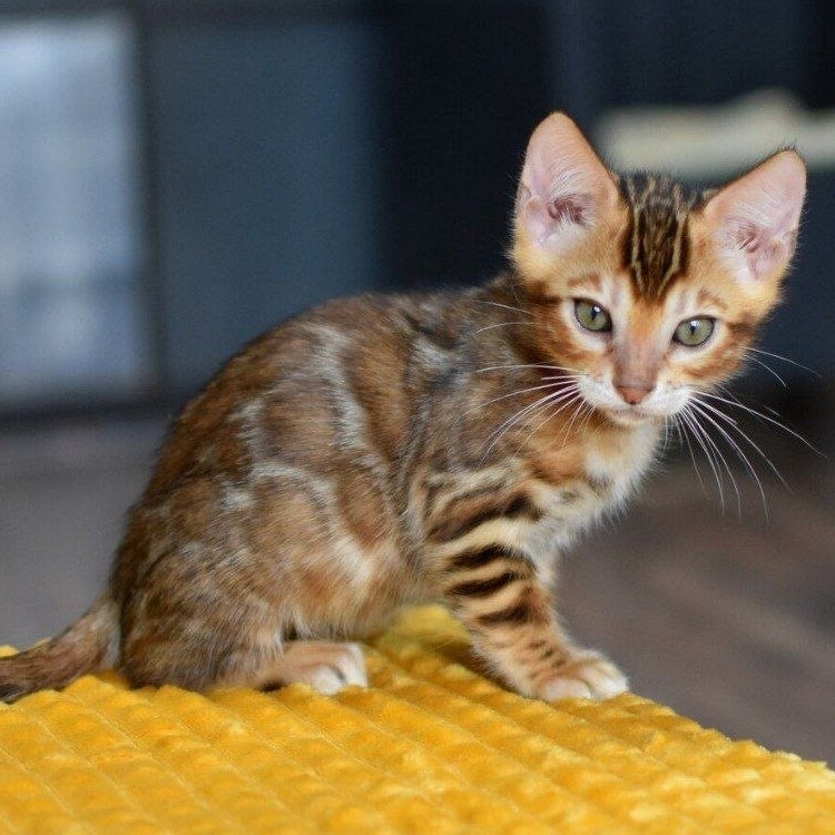 Perseus Bengal male, black spotted tabby