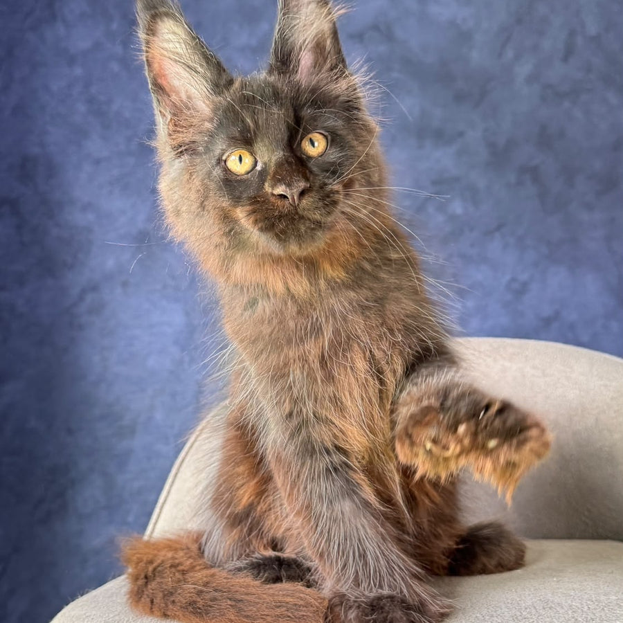 Rene Maine Coon polydactyl 6x6x6x6 male, black with white